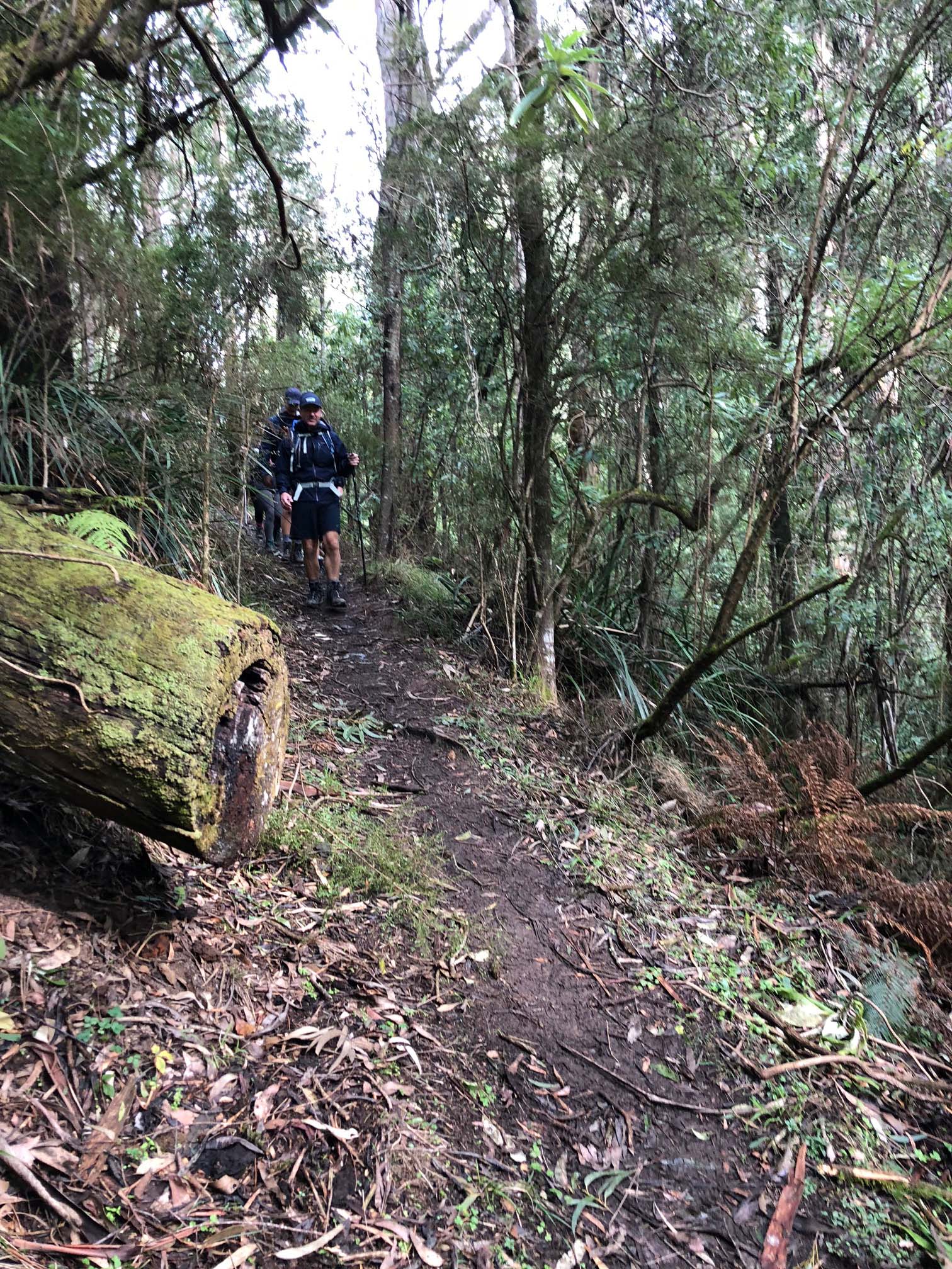 Mt Little Joe trail