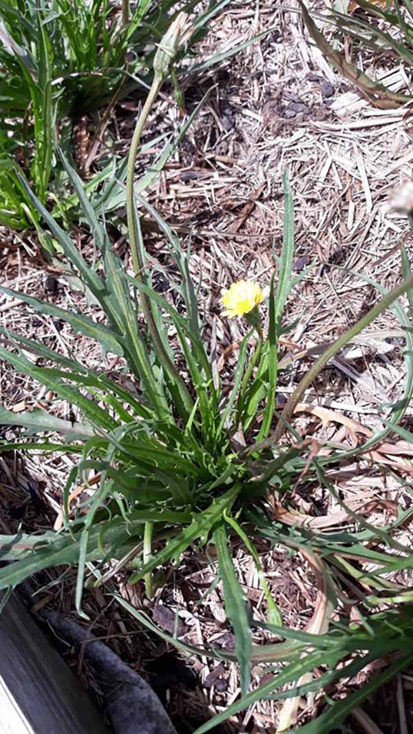 Yam daisy before harvest